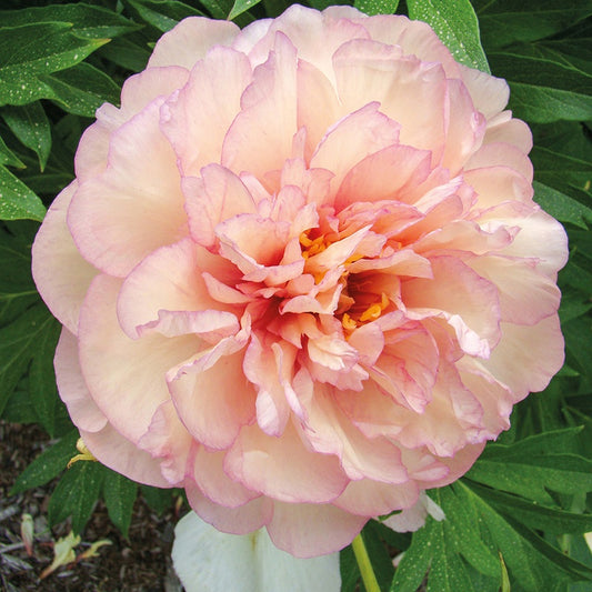 Pivoine Itoh Scrumdiddlyumptious - Bakker