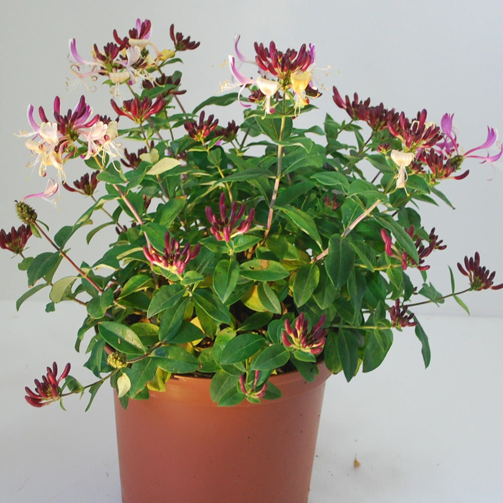 Lonicera periclymenum chic & choc ® 'inov205' - Chèvrefeuille arbustif Chic et Choc ® - Arbustes