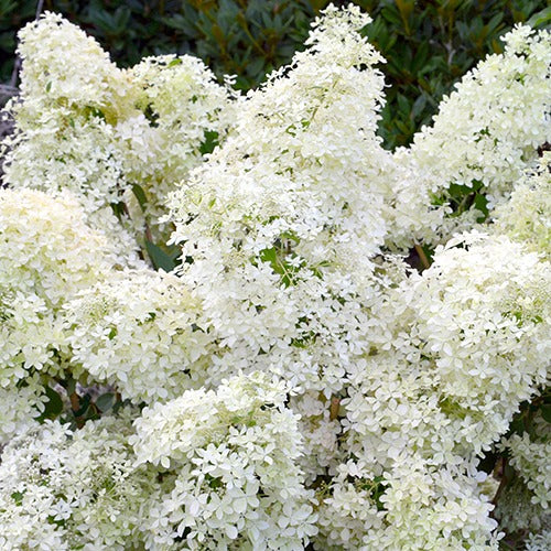 Hortensia paniculé Dentelle de Gorron ® - Bakker