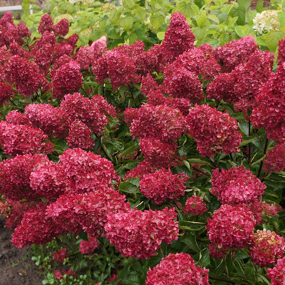 Hydrangea paniculata fraise melba ® ‘renba’ - Hortensia paniculé Fraise Melba® Renba - Hortensia paniculata