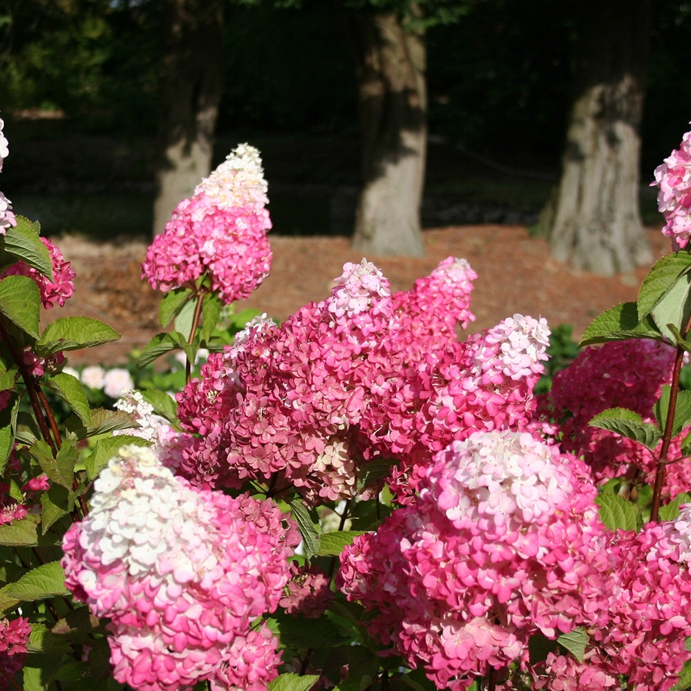 Hortensia paniculata - Hortensia paniculé Fraise Melba® Renba - Hydrangea paniculata fraise melba ® ‘renba’
