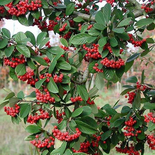 Cotoneaster Lacteus - Bakker