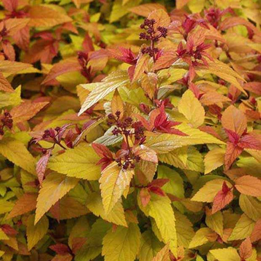 Spirée du Japon Hubert Gold - Bakker