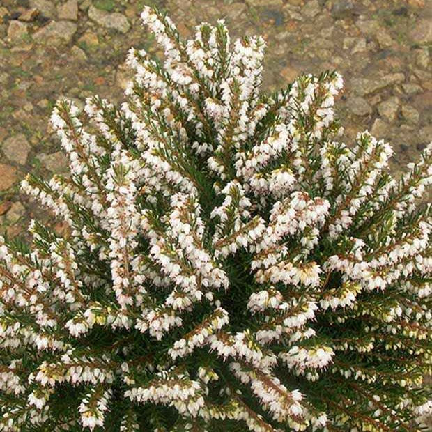 Bruyères - Bruyère d'hiver White Glow - Erica darleyensis white glow