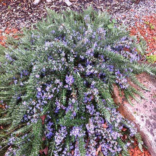 Romarin officinal rampant Pointe du Raz - Bakker