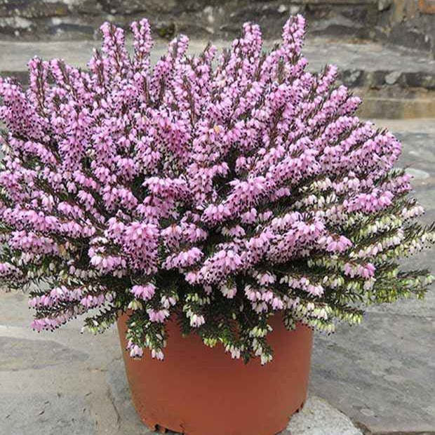 Erica darleyensis furzey - Bruyère d'hiver Furzey - Bruyères