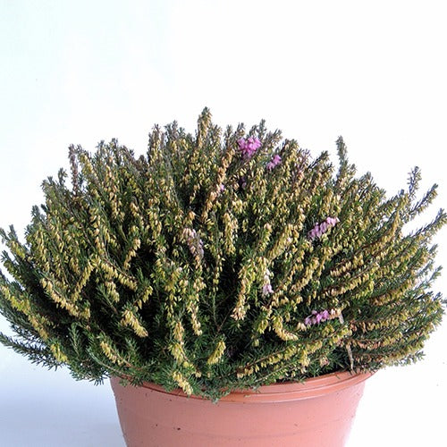 Bruyère d'hiver J.W. Porter - Erica darleyensis j.w porter - Bakker