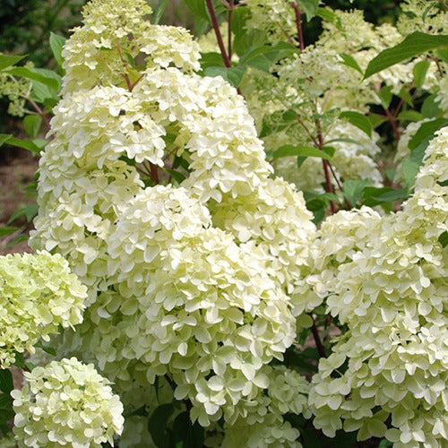 Hortensia paniculé Diamantino® - Bakker