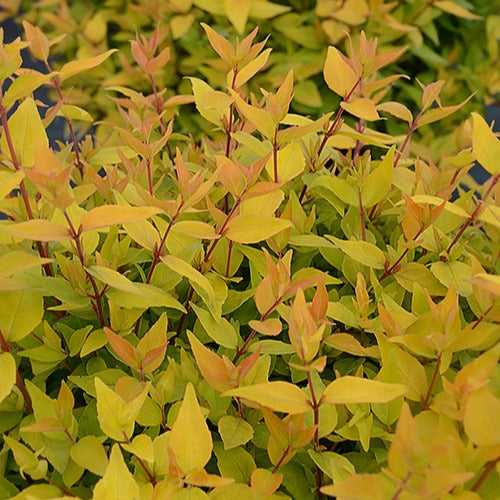 Abélia Gold Touch® BMR Gold - Bakker