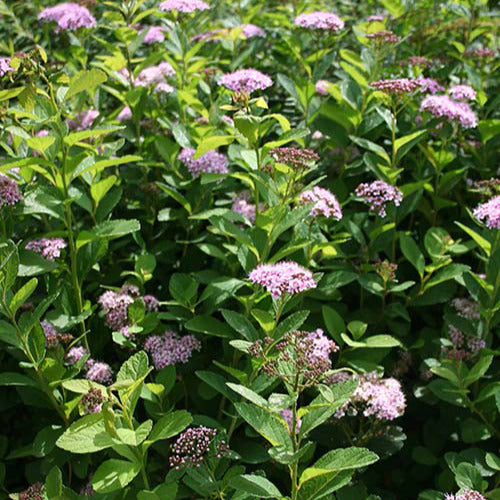 Spirée à feuilles de bouleau Pink Sparkler® - Bakker