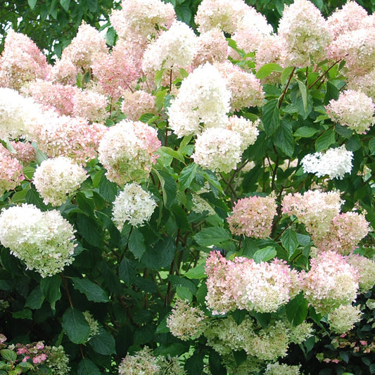 Hortensia paniculé Phantom - Bakker