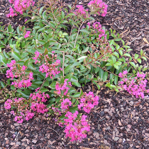 Lilas des Indes Lilas d'été Mimie® Fuchsia - Bakker