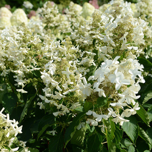 Hortensia paniculé Levana - Bakker