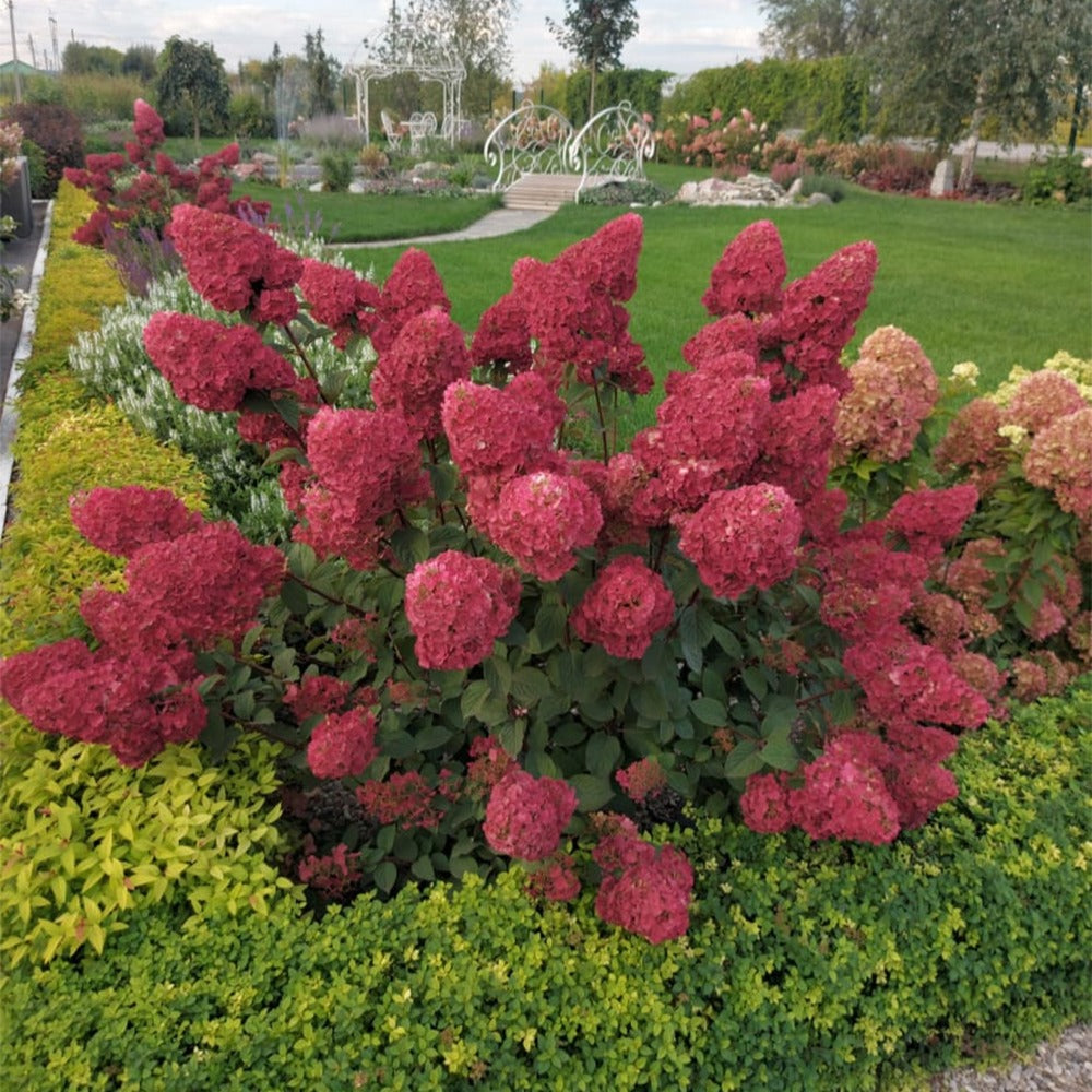 Hydrangea paniculata framboisine® 'rensam' - Hortensia paniculé Framboisine® 'Rensam' - Hortensia paniculata