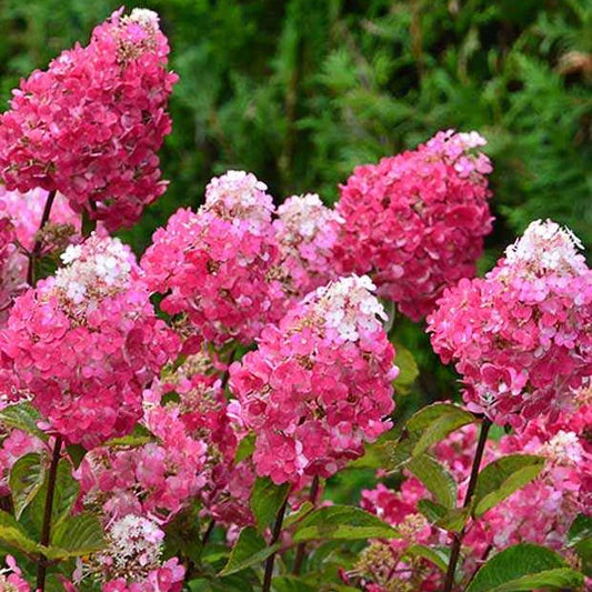 Hortensia paniculé Framboisine® 'Rensam' - Bakker
