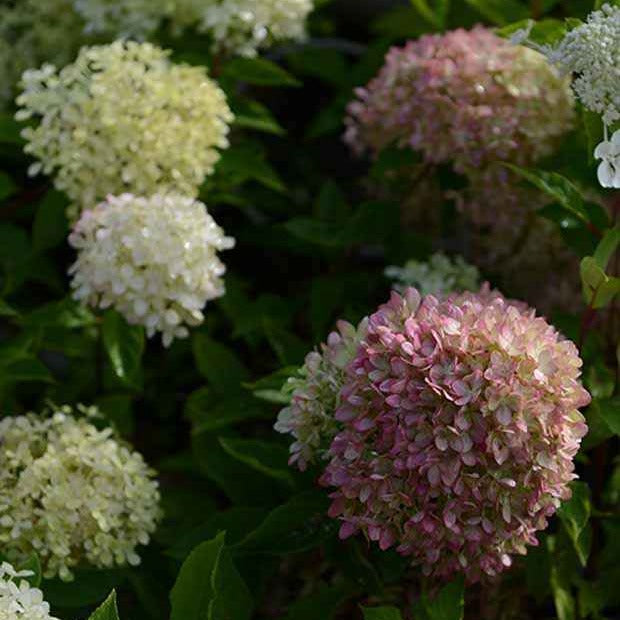Hortensia paniculé Romantic Ace® Renvagor - Hydrangea paniculata romantic ace ® 'renvagor' - Bakker