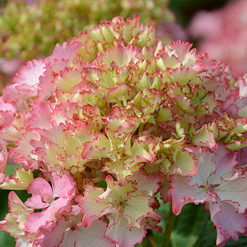 Hortensia So Long® Sunny - Bakker