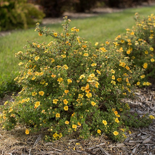 Potentille arbustive Citrus Tart - Potentilla fruticosa citrus tart - Bakker