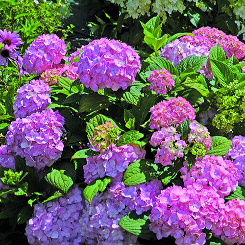 Hortensia So Long® Rosy - Bakker
