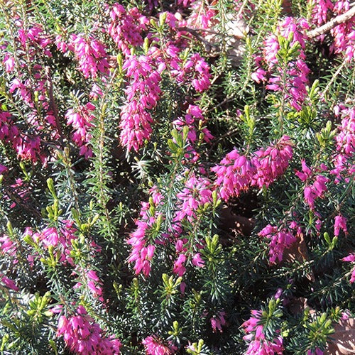 Bruyère d'hiver Springwood Pink - Bakker