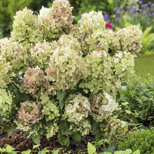 Hortensia paniculé PETITE® Star - Bakker
