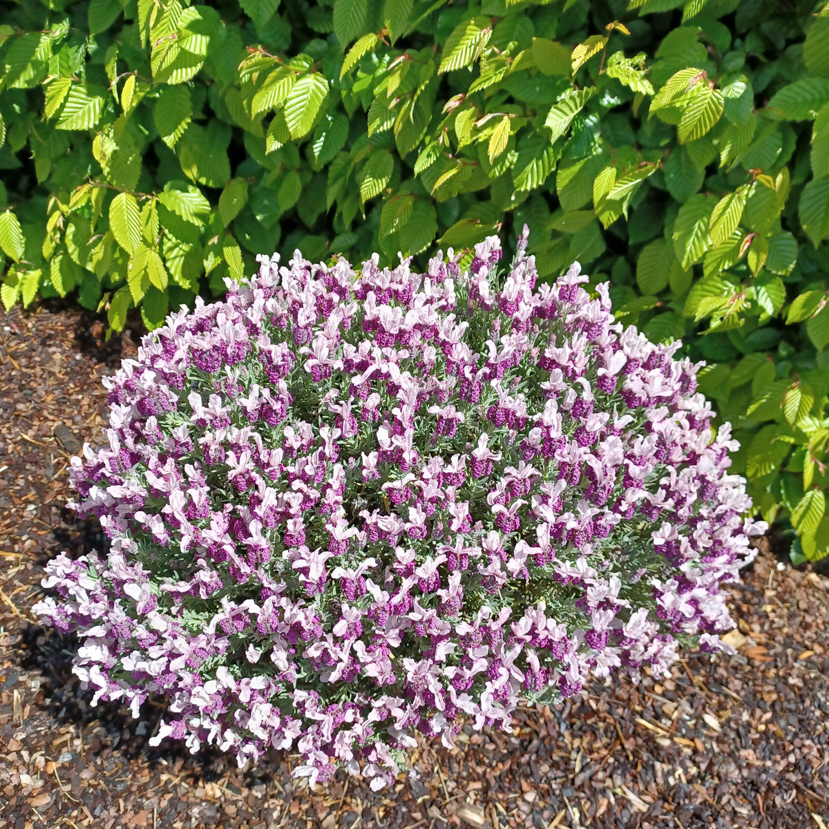Lavande papillon MAGICAL® POSY PINK - Bakker