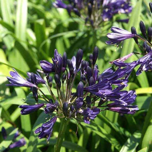Agapanthe PITCHOUNE ® Violet - Bakker