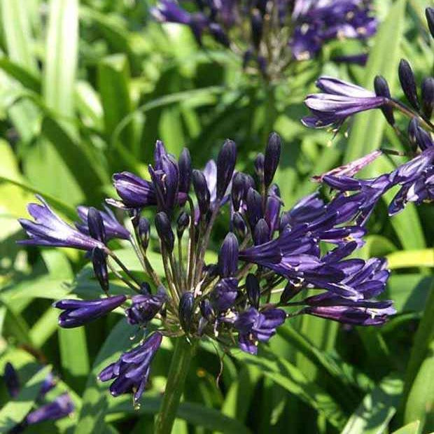 Agapanthe PITCHOUNE ® Violet - Bakker