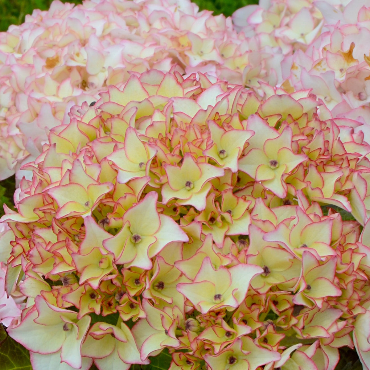 Hortensia Dolce ® France - Hydrangea macrophylla dolce ® france ‘dolfranc' - Bakker