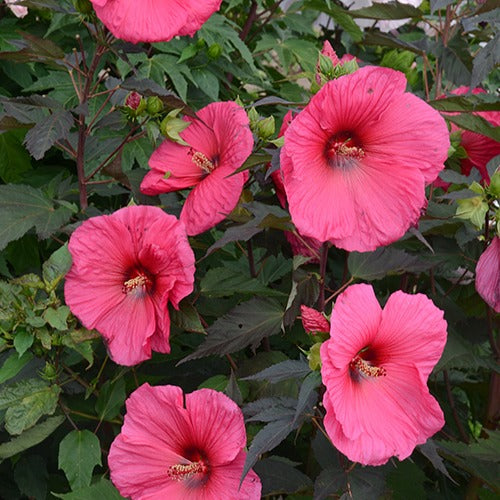 Hibiscus des marais Planet®Griotte Tangri - Bakker