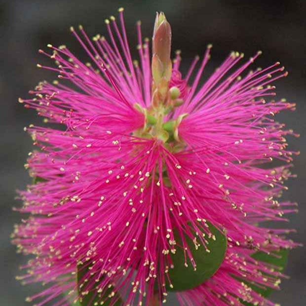 Callistemon Hot Pink - Rince-bouteille rose - Callistemon viminalis Hot Pink - Bakker