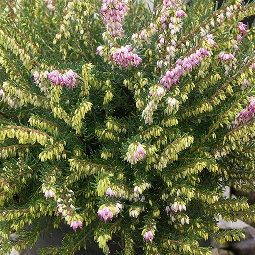 Erica darleyensis Darley Dale - Bruyère d'hiver 'Darley Dale' - Bruyères