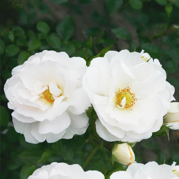 Rosier grimpant Hella - Rosa Hella - Bakker