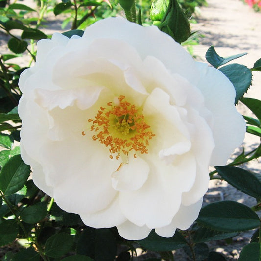 Rosier grimpant Hella - Bakker