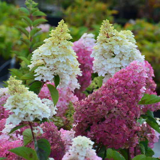 Hortensia paniculé Fraise Melba® Renba - Bakker.com | France