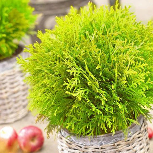 Thuya du Canada Mirjam - Bakker