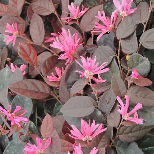 Loropétale de Chine Fire Dance - Bakker