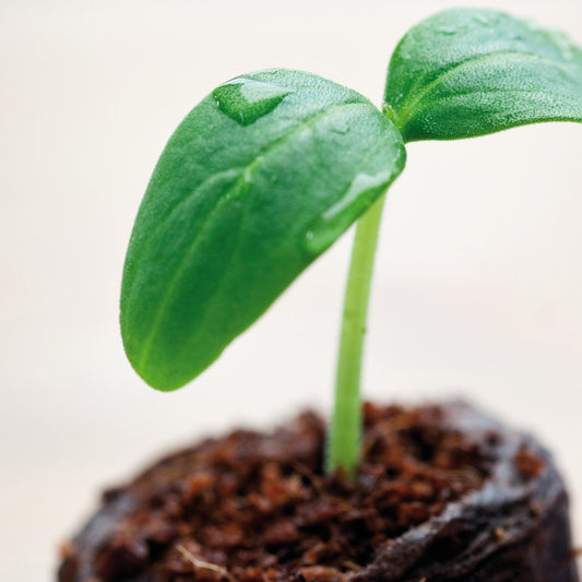 Pastilles en coco deshydraté - Bakker