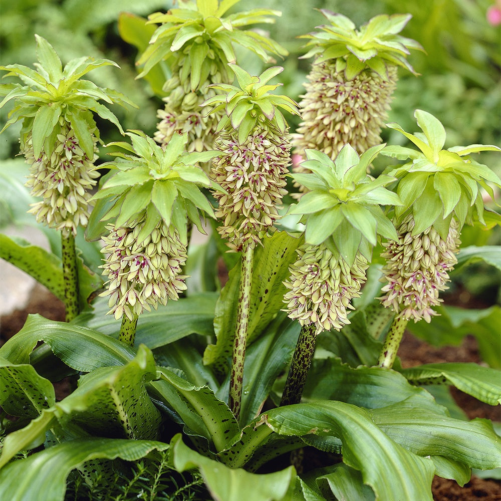 3 Fleurs ananas bicolore - Bakker