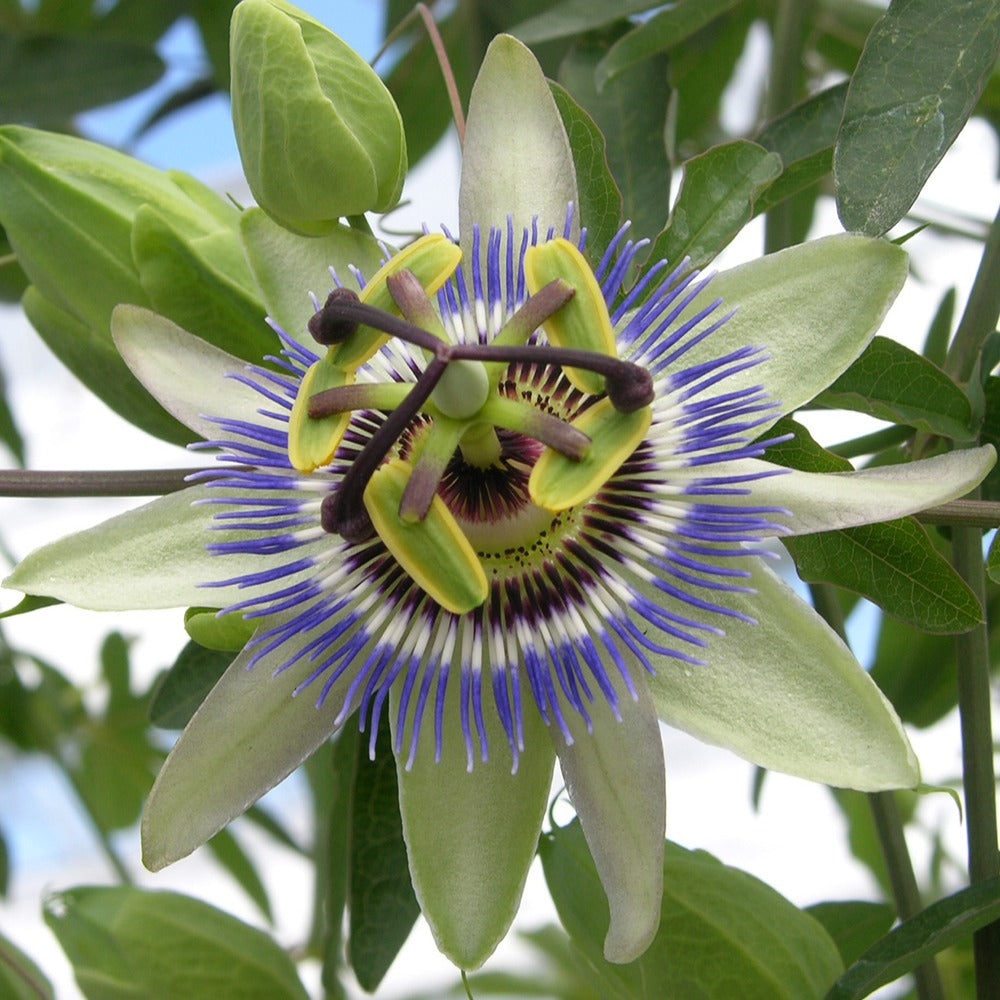 Vente Passiflore bleue - Passiflore