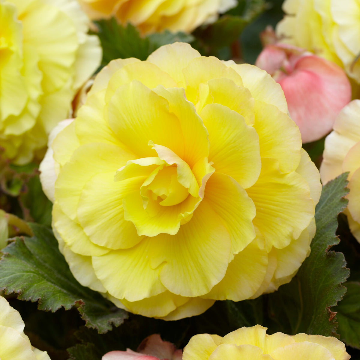 5 Bégonias doubles jaunes - Bakker