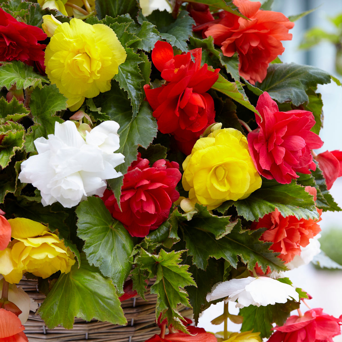Bégonias retombants à grosses fleurs en mélange - Begonia - Bakker