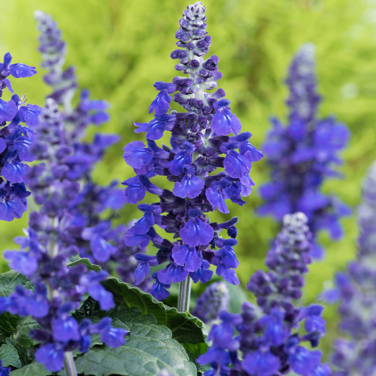 Salvia mysty - 3 Sauge Mysty - Sauges