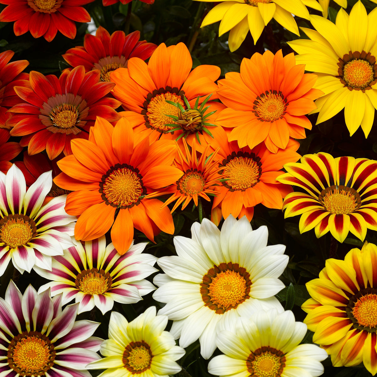 3 Gazanias en mélange - Gazania splendens - Bakker