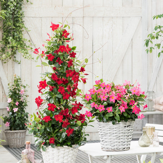 Dipladenia pyramide rouge - Bakker
