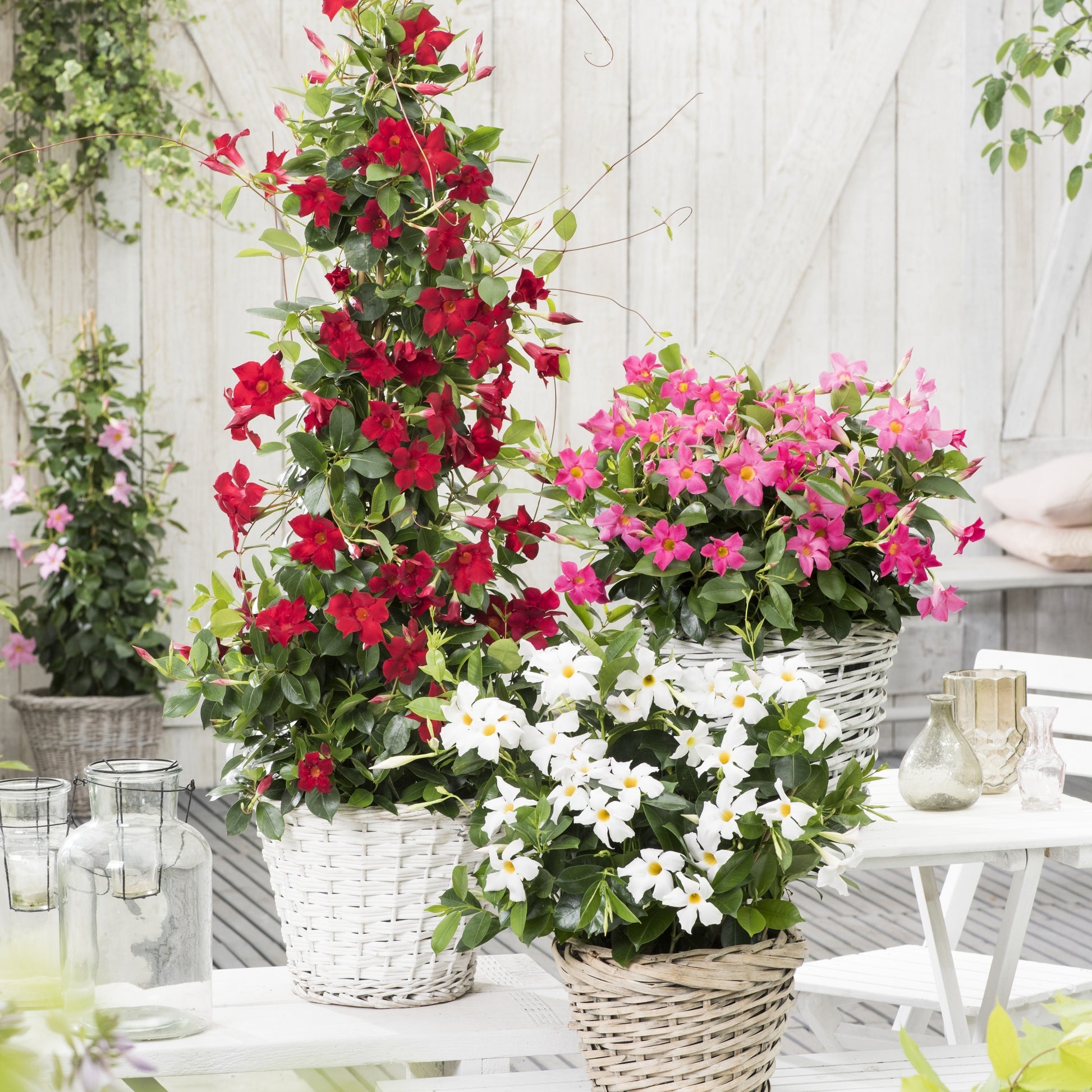 Dipladénia rouge - Dipladenia - Mandevilla - Bakker