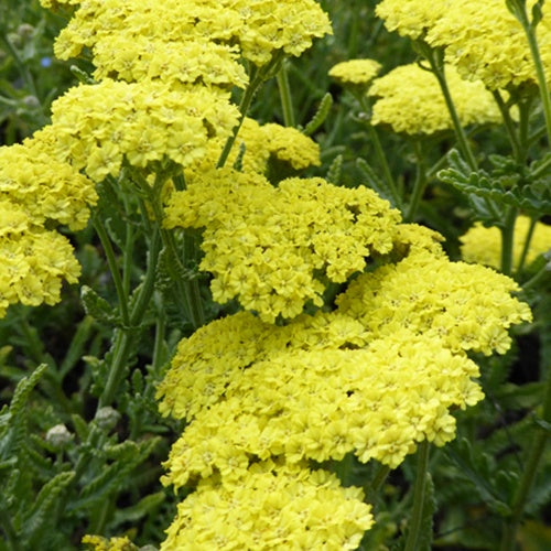 Achillée Taygetea - Bakker