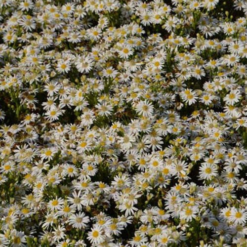 Astère nain d'automne Starshine - Bakker