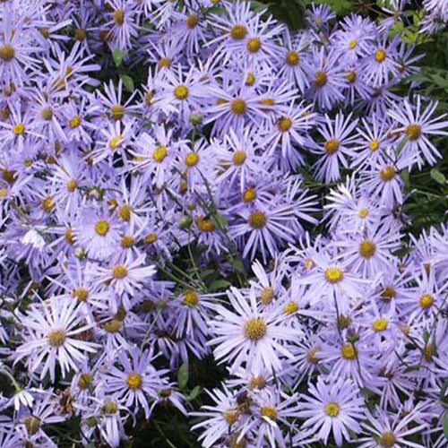 Aster  de Frikart Mönch - Bakker