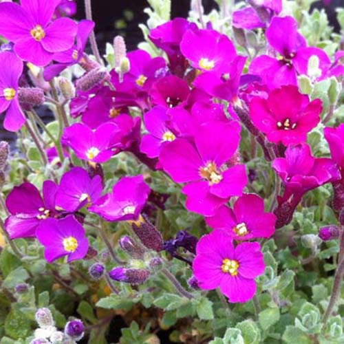 Aubriète Cascade Red - Bakker